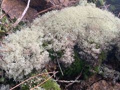 Cladonia rangiformis