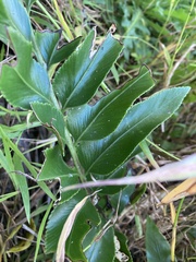 Asplenium oblongifolium