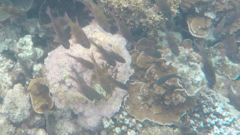 Ostorhinchus norfolcensis