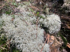 Cladonia rangiformis