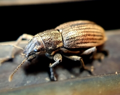 Naupactus