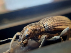 Naupactus