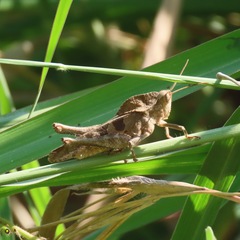 Xyleus discoideus