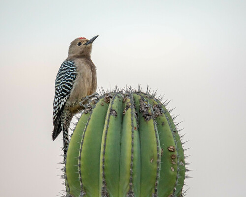 Gila Woodpecker