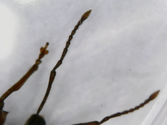 Otiorhynchus rotundus