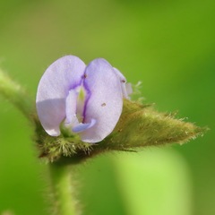 Calopogonium mucunoides