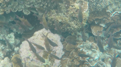 Ostorhinchus norfolcensis