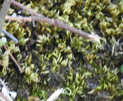 Homalothecium sericeum