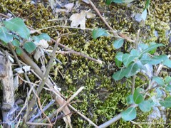 Homalothecium sericeum