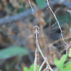 Erythrodiplax funerea