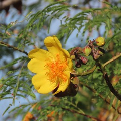 Cochlospermum vitifolium