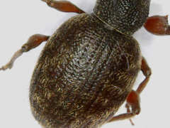 Otiorhynchus rotundus