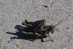 Phaedrotettix palmeri