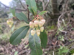 Arbutus unedo