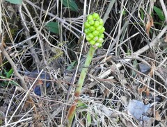 Arum italicum