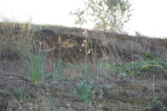 Asphodelus