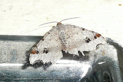 Macaria alternata