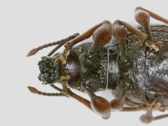 Otiorhynchus rotundus