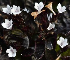 Hemigraphis alternata