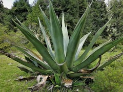 Agave salmiana salmiana