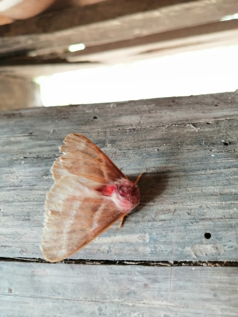 Hemileuca lares
