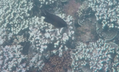 Neoglyphidodon polyacanthus