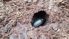 Carabus granulatus interstitialis