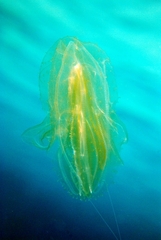 Leucothea multicornis