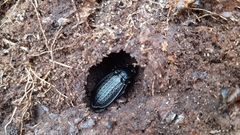 Carabus granulatus interstitialis