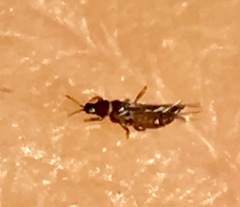 Phlaeothripidae