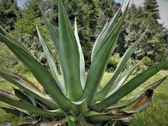 Agave salmiana salmiana