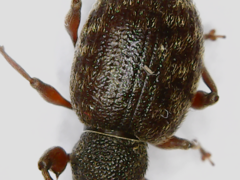 Otiorhynchus rotundus