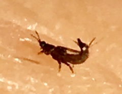 Phlaeothripidae