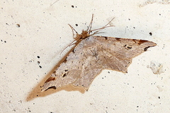Macaria alternata