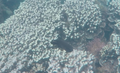 Neoglyphidodon polyacanthus