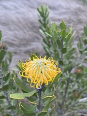 Leucospermum praecox