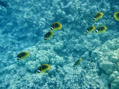 Chaetodon lunula