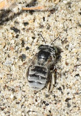 Micranthophora