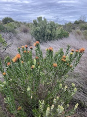 Leucospermum praecox