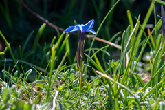 Gentiana verna