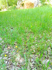 Ophrys insectifera