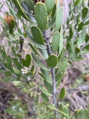 Leucospermum praecox