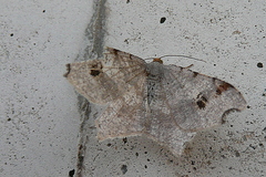 Macaria alternata
