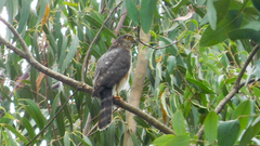 Accipiter bicolor