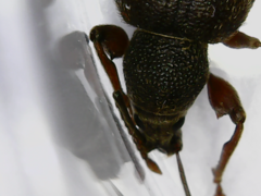 Otiorhynchus rotundus