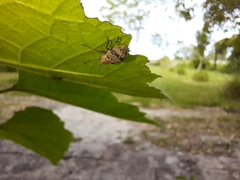 Pantomorus postfasciatus