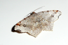 Macaria alternata