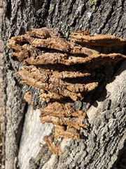 Fuscoporia