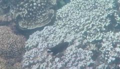 Neoglyphidodon polyacanthus