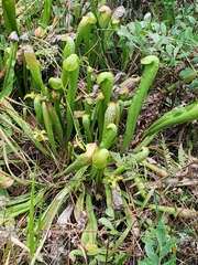 Sarracenia minor